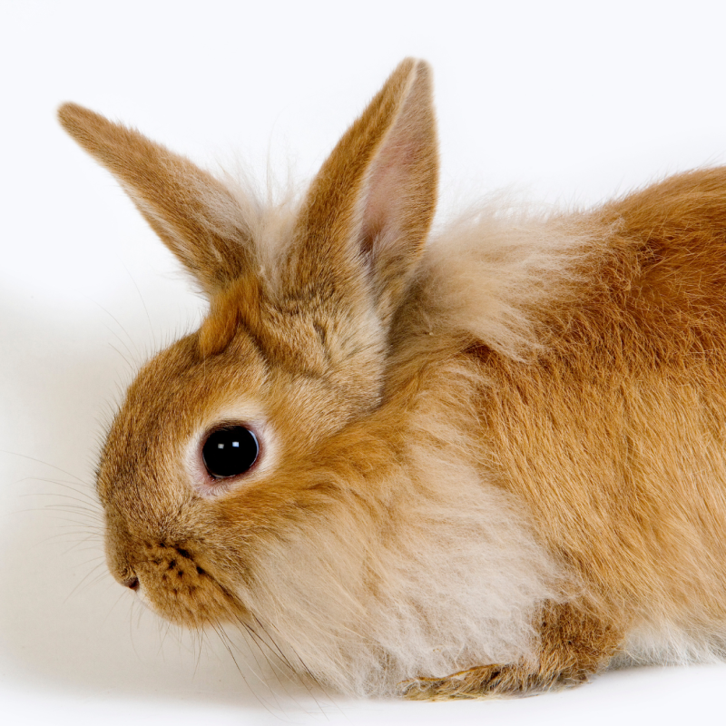 Ako dlho žije trpasličí králik? 