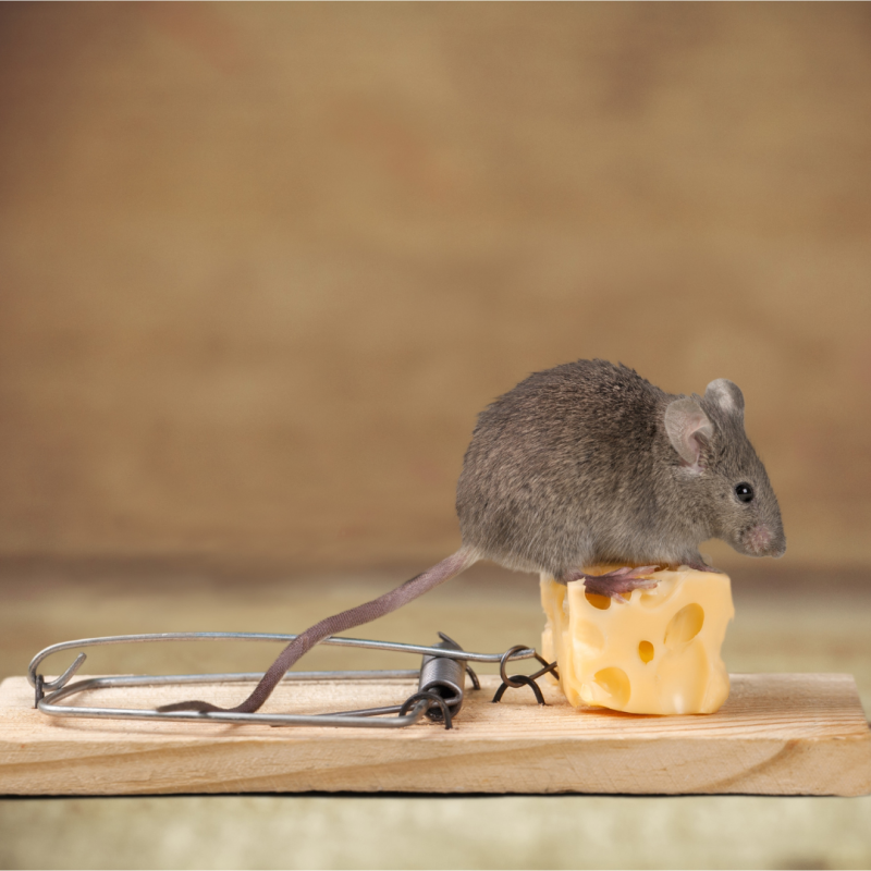 Ako sa zbaviť myší v dome?