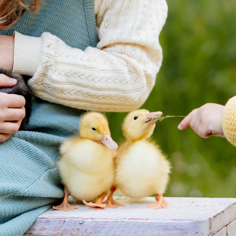 Ako posilniť imunitu zvierat po zime