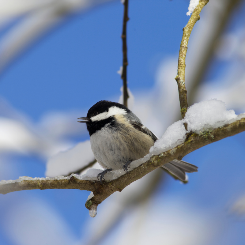 Ako vtáky prežívajú zimu: tajomstvo ich prežitia