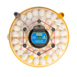 BRINSEA Maxi 48 EX Connect - múdra liaheň pre sliepky, prepelice aj husi