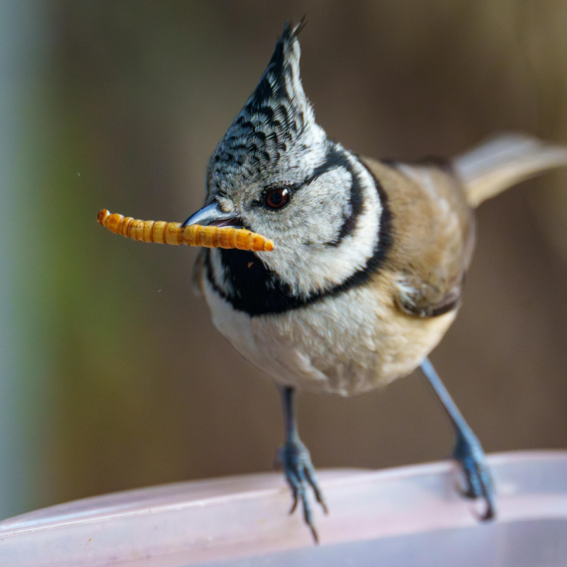 Múčne červy: Prečo by im nemal odolať žiadny chov?