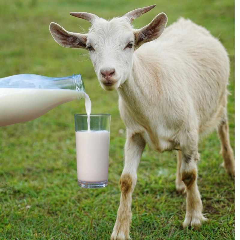 Ako spracovať kozie mlieko?
