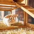 Drevená králikáreň REGENSBURG, 1460x460x940 mm