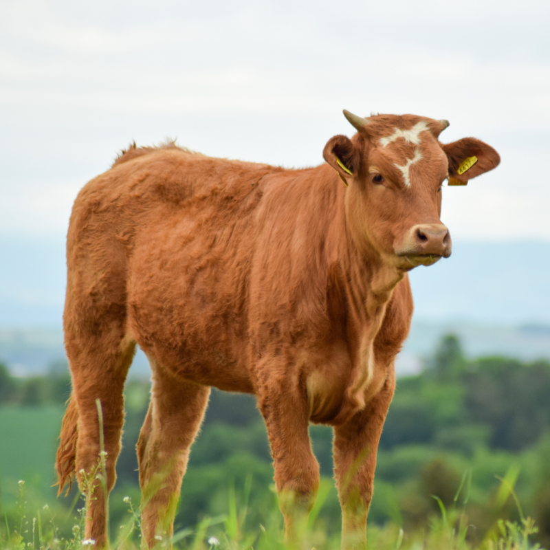 Ako sa starať o paznechty hovädzieho dobytka alebo ako predísť vzniku ochorenia