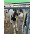 Kefa antistresová pre teľatá 20,5 cm, vr. držiaka na ohrádku  