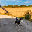 Vodítko samonavíjacie 5 m/20 kg, páska, antracit  