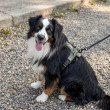 Vodítko samonavíjacie 5 m/20 kg, páska, antracit  