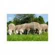 Sieť pre elektrické ohradníky na ovce Ovinet 90 cm, 50 m, 2 hroty, zelená