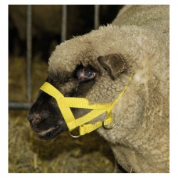Ohlávka pre ovce a barany, žltá