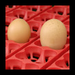 Liaheň kurčiat COVINA SUPER ET49 (EGG TECH), digitálna automatická, s doliahňou