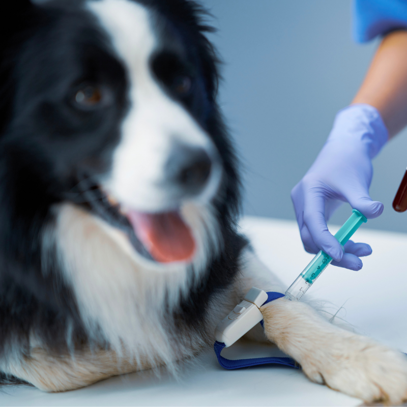 Je možné darovanie krvi aj u psov?