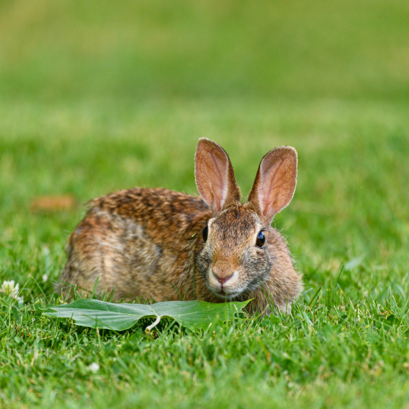Králik vs. zajac: Aký je medzi nimi rozdiel?