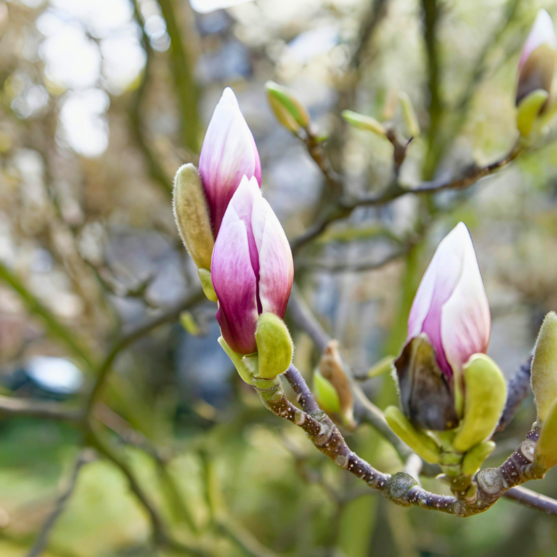 Ako ochrániť záhradu pred jarnými mrazíkmi?