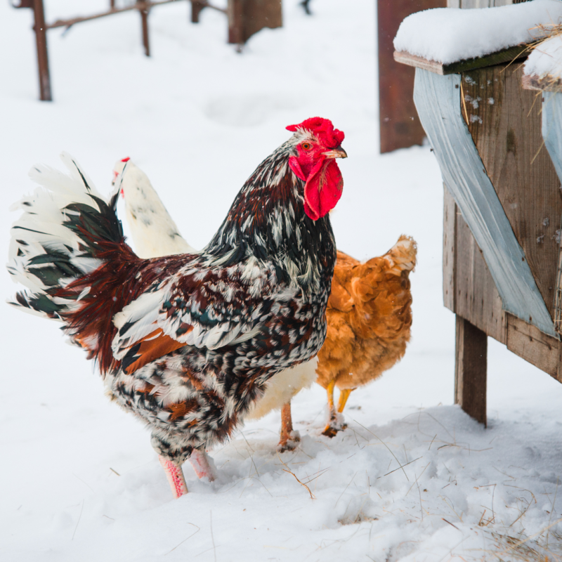 Ako zabrániť zamŕzaniu napájačky v zime: návod pre každého chovateľa