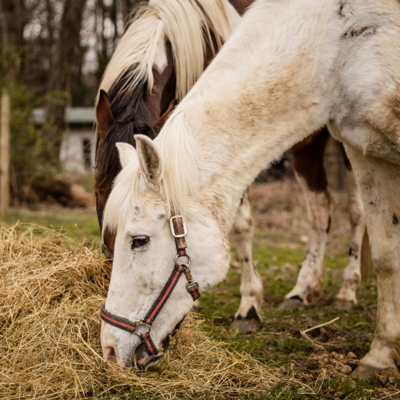 Žalúdočné vredy u koní