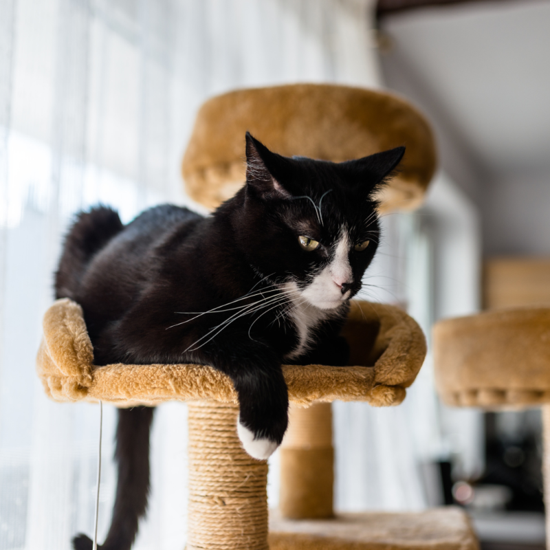 Prečo mačke zaobstarať škrabadlo?