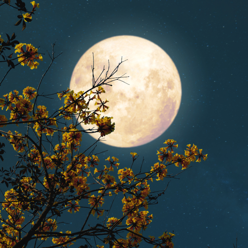 Mesiac a jeho vplyv na zvieratá a rastliny