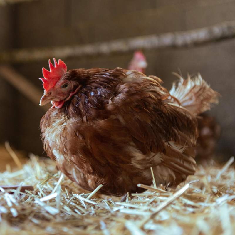 Druhy podstielok – ktorú vybrať?