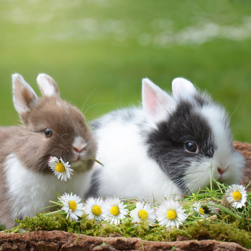 Čo je to cékotrofia?