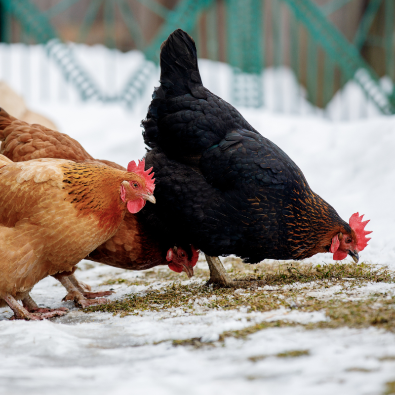 Ako chovať sliepky v zime?