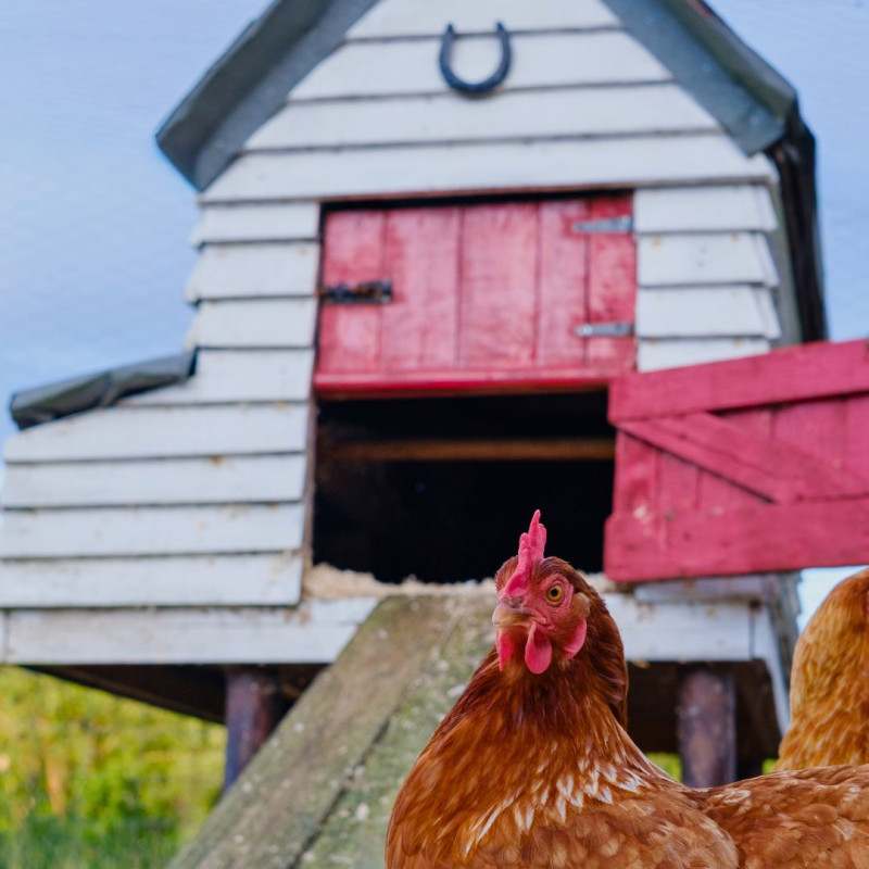 Jak riešiť vlhkosť v kurníku?