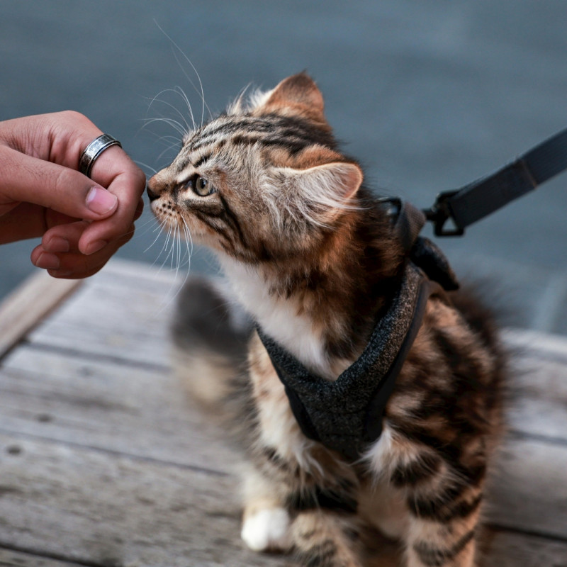 Ako naučiť mačku chodiť na vodítku?