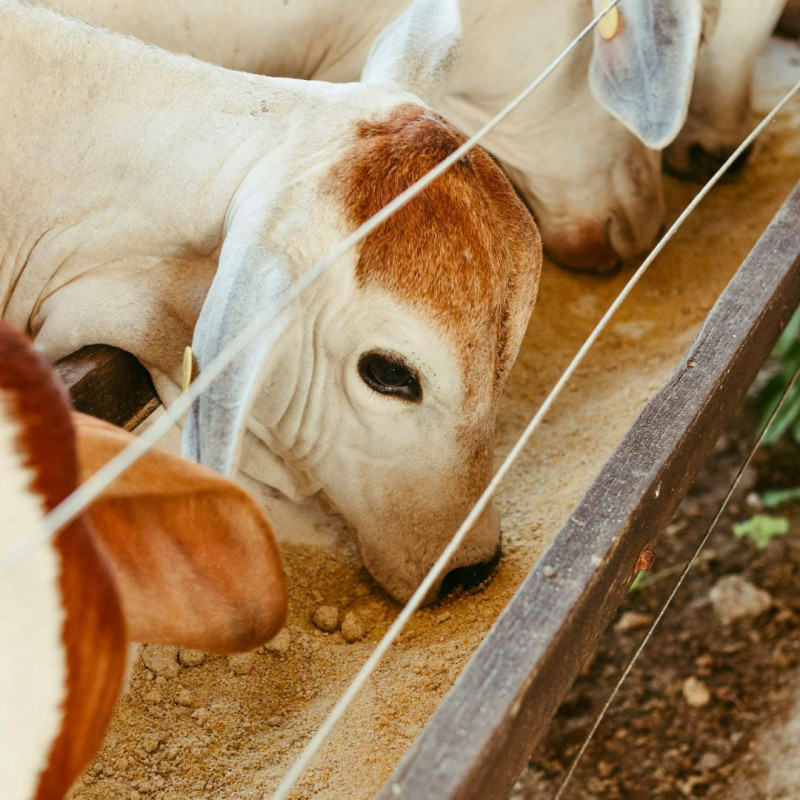 Domáce krmné zmesi: na čo si treba dávať pozor