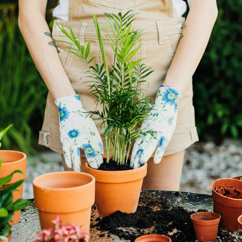 Rastliny vhodné pre začínajúcich záhradkárov